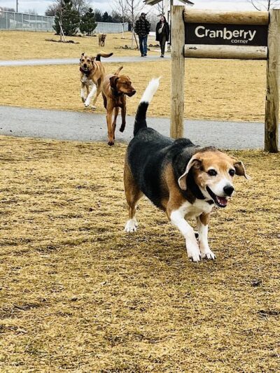 Huckleberry Dog Park