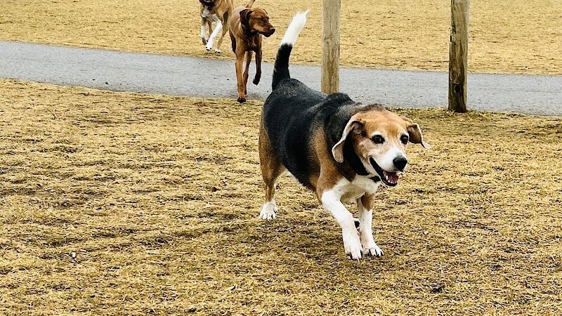 Huckleberry Dog Park