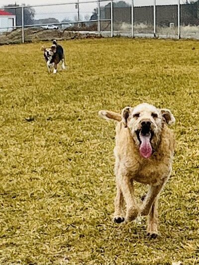 Huckleberry Dog Park