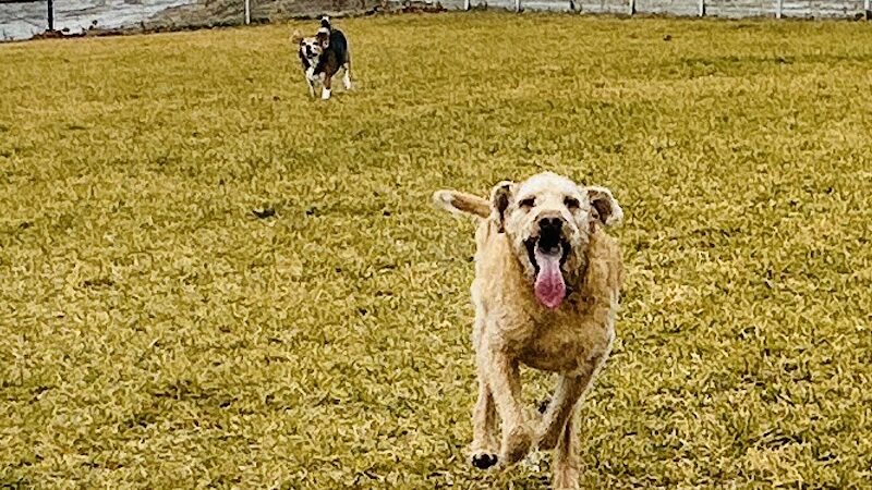 Huckleberry Dog Park