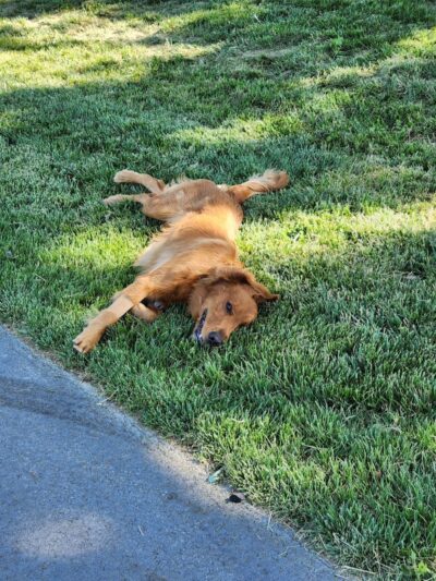 Huckleberry Dog Park
