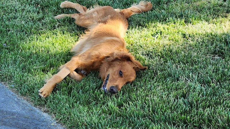 Huckleberry Dog Park