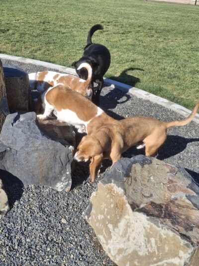 Huckleberry Dog Park