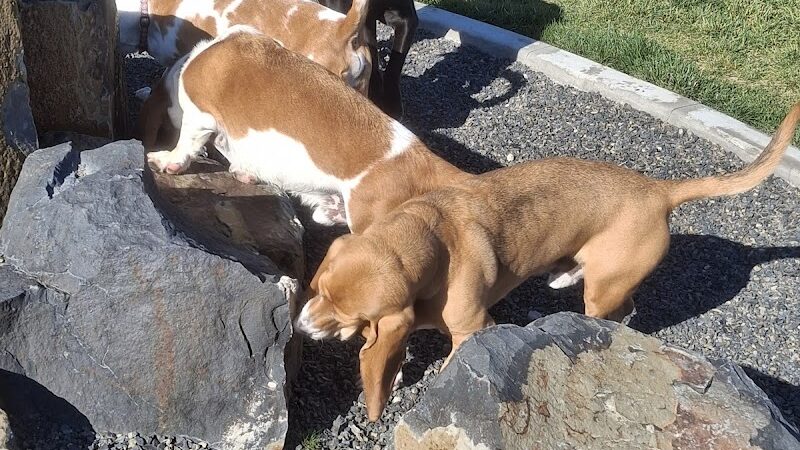 Huckleberry Dog Park