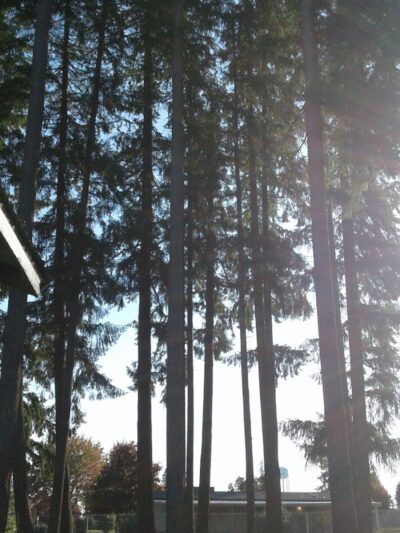 Mayme Shaddock Park - Napavine, WA