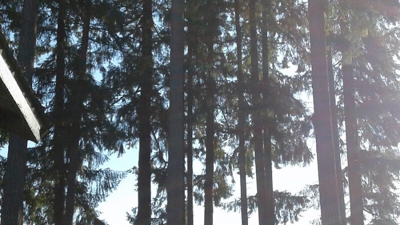 Mayme Shaddock Park - Napavine, WA