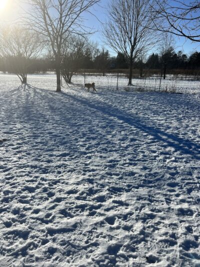 Greene Valley Dog Park - Naperville, IL