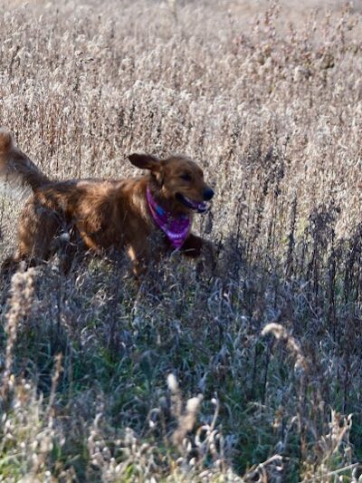 Greene Valley Dog Park - Naperville, IL