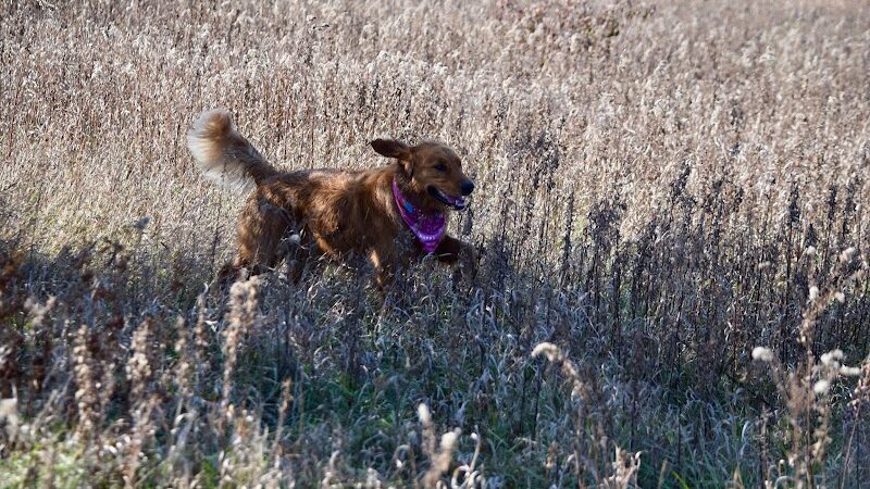 Greene Valley Dog Park - Naperville, IL