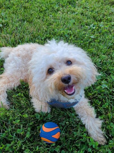 Greene Valley Dog Park - Naperville, IL