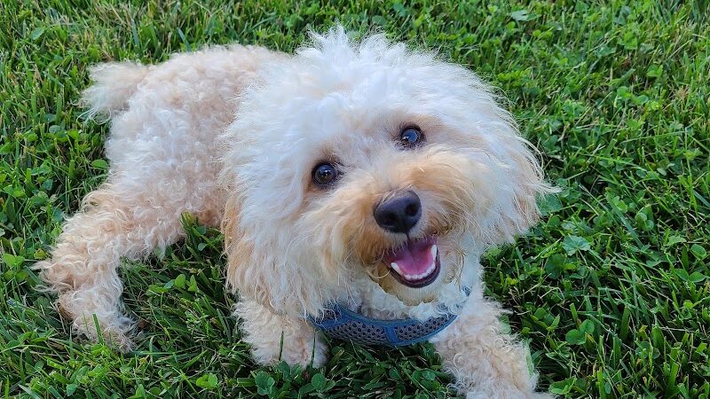 Greene Valley Dog Park - Naperville, IL