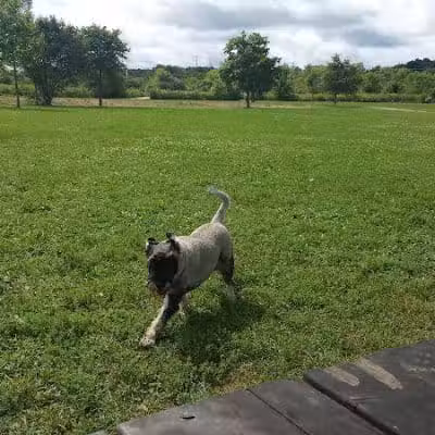 Greene Valley Dog Park - Naperville, IL