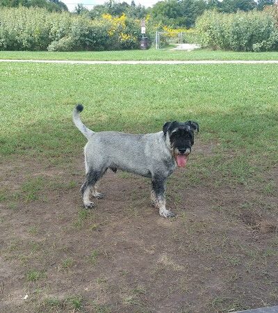 Greene Valley Dog Park - Naperville, IL