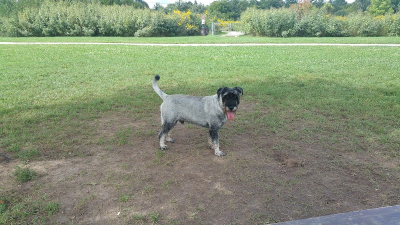 Greene Valley Dog Park - Naperville, IL