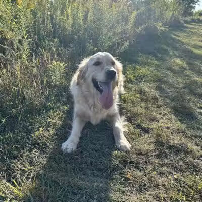 Springbrook Prairie Dog Park - Naperville, IL