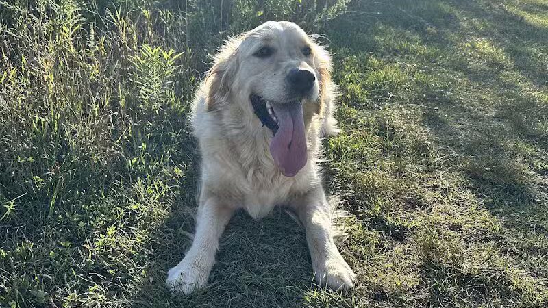 Springbrook Prairie Dog Park - Naperville, IL