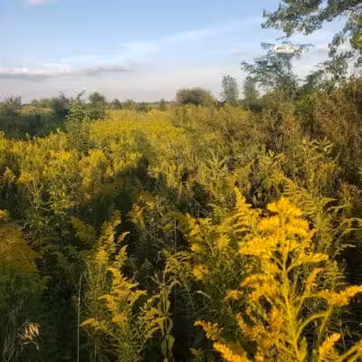 Springbrook Prairie Dog Park - Naperville, IL