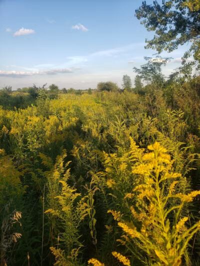Springbrook Prairie Dog Park - Naperville, IL