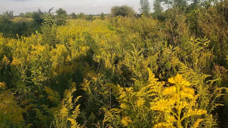 Springbrook Prairie Dog Park - Naperville, IL