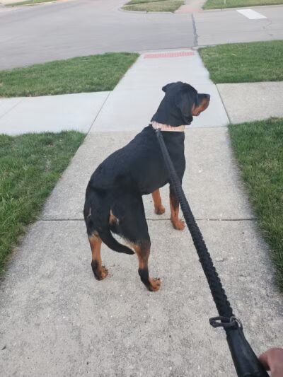 Springbrook Prairie Dog Park - Naperville, IL