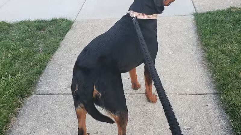 Springbrook Prairie Dog Park - Naperville, IL