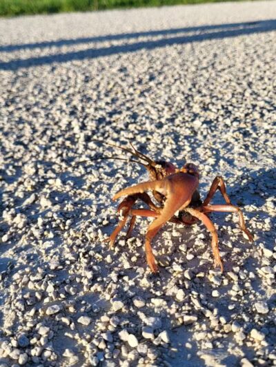 Springbrook Prairie Dog Park - Naperville, IL