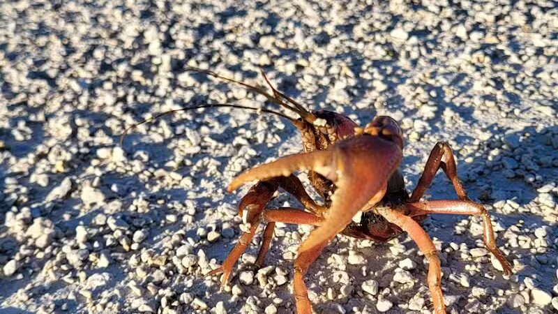 Springbrook Prairie Dog Park - Naperville, IL
