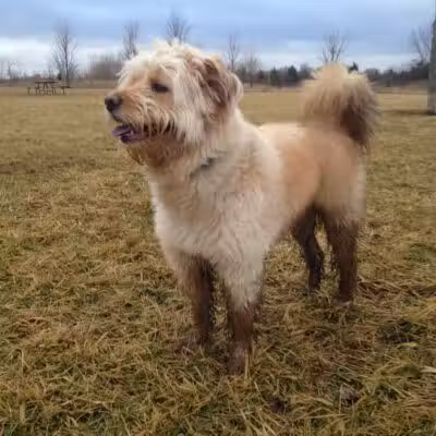 Springbrook Prairie Dog Park - Naperville, IL