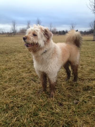 Springbrook Prairie Dog Park - Naperville, IL