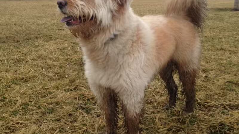 Springbrook Prairie Dog Park - Naperville, IL