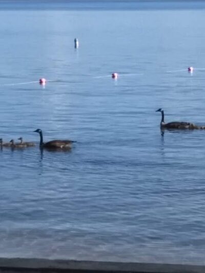 Brandy Pond Park - Naples, ME