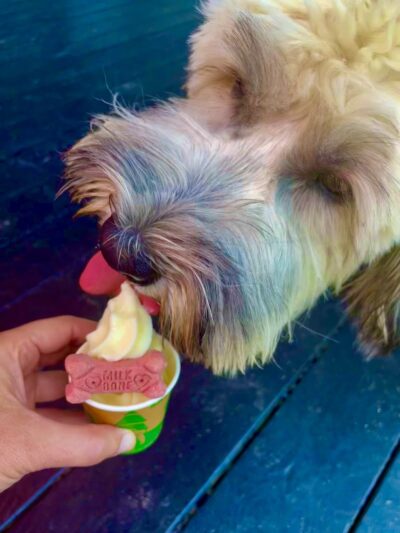 Wonderdogs Gourmet Dogs & Spuds - Naples, ME