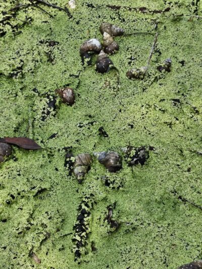 Centennial Dog Park - Nashville, TN