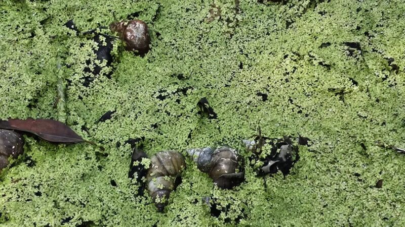 Centennial Dog Park - Nashville, TN