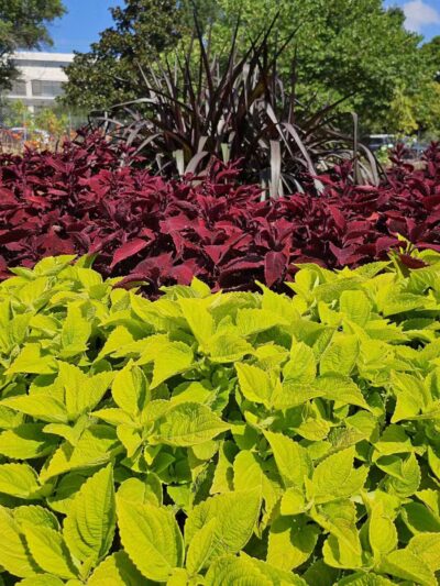 Centennial Dog Park - Nashville, TN