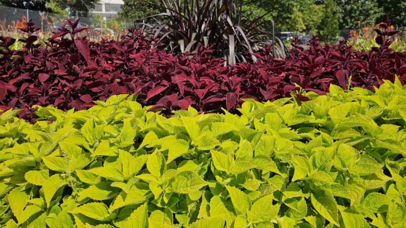 Centennial Dog Park - Nashville, TN