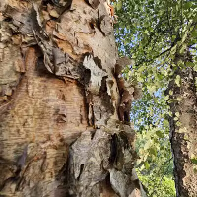 Centennial Dog Park - Nashville, TN