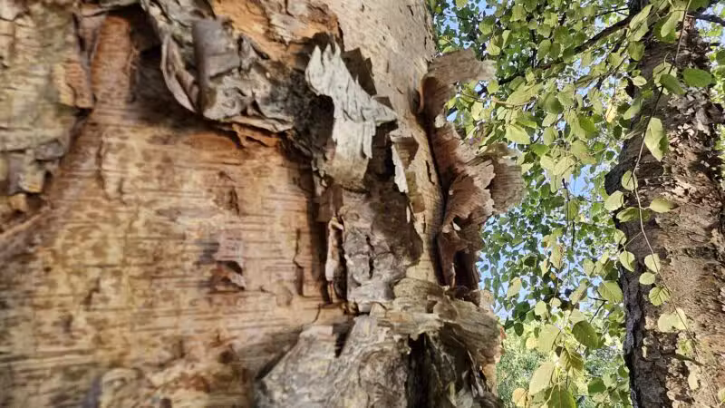 Centennial Dog Park - Nashville, TN