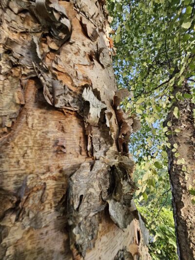 Centennial Dog Park - Nashville, TN