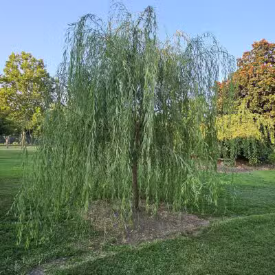 Centennial Dog Park - Nashville, TN