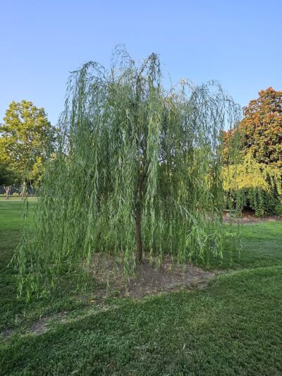 Centennial Dog Park - Nashville, TN