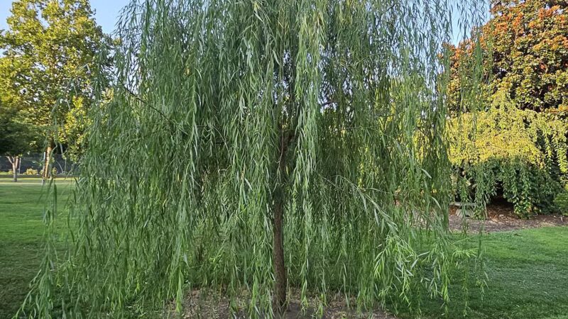 Centennial Dog Park - Nashville, TN