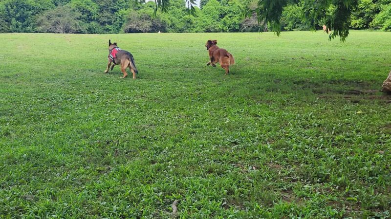 Two Rivers Dog Park - Nashville, TN