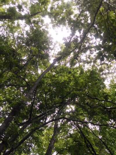 Nauvoo State Park - Nauvoo, IL