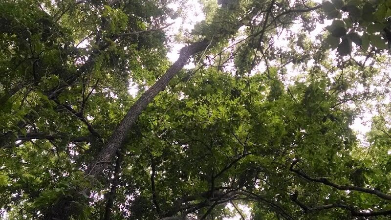 Nauvoo State Park - Nauvoo, IL