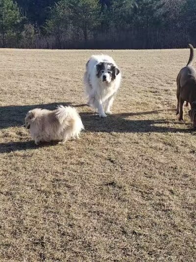 Room To Roam Dog Park - Nekoosa, WI