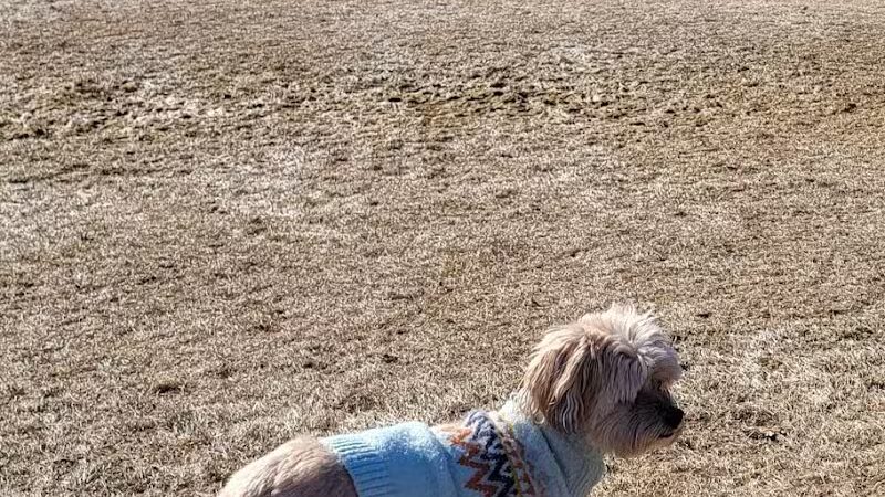 Room To Roam Dog Park - Nekoosa, WI