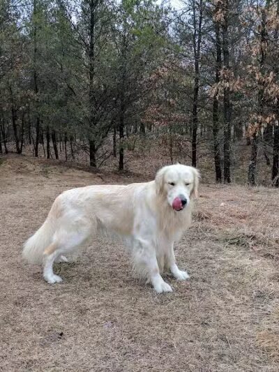 Room To Roam Dog Park - Nekoosa, WI
