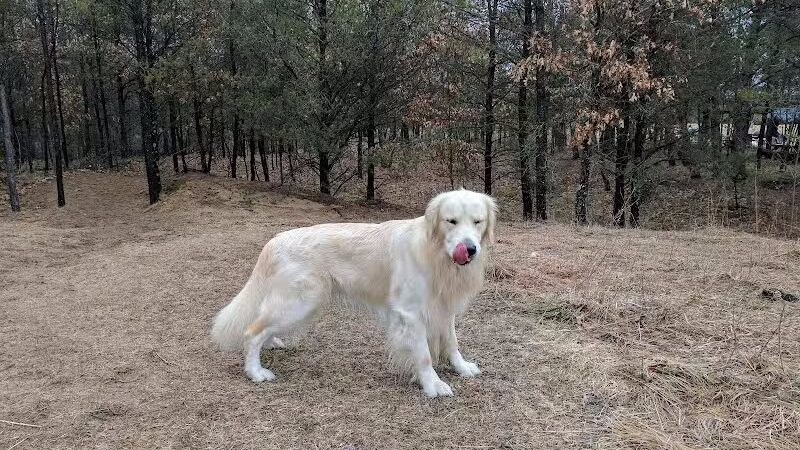Room To Roam Dog Park - Nekoosa, WI