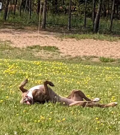 Room To Roam Dog Park - Nekoosa, WI